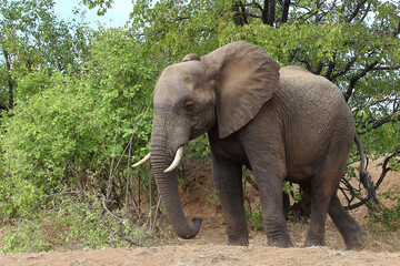 Afrikanischer Elefant / African elephant / Loxodonta africana