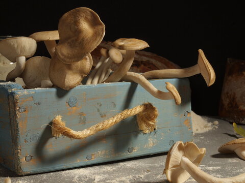 moshroom