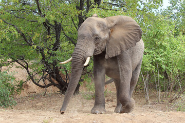 Obraz premium Afrikanischer Elefant / African elephant / Loxodonta africana