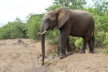 Fototapeta premium Afrikanischer Elefant / African elephant / Loxodonta africana