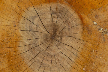 Woodiness growth ring, closeup of photo. wooden planks background. bark wood