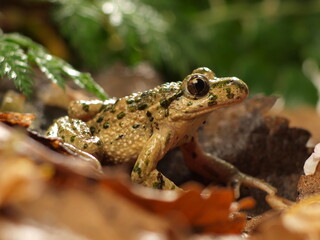 frog