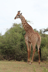 Giraffe / Giraffe / Giraffa camelopardalis