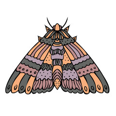 Night butterfly, moth. Hand drawn vector illustration