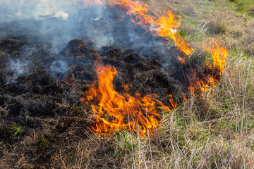 Burning old dry grass. Tongues red flame and burning dry yellowed grass in smoke