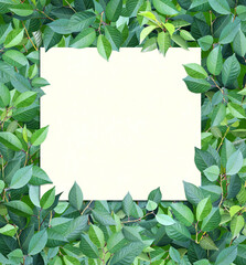 Naklejka premium Decorative background with branches and green leaves. Summer nature background and recycled paper label
