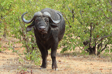 Obraz premium Kaffernbüffel / African buffalo / Syncerus caffer