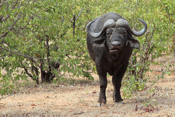 Obraz premium Kaffernbüffel / African buffalo / Syncerus caffer
