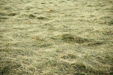 Mowed grass lies on the field. Straw dries on the field