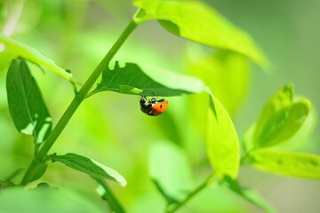 ladybug on leaf