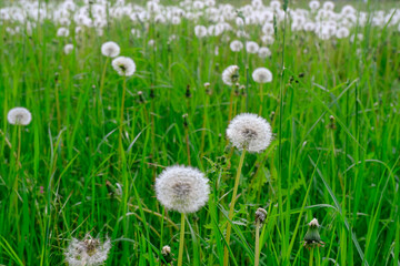 dandelions in green grass close-up across green natural background. Copy space. Springtime season. Field of dandelions