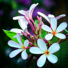 pink frangipani flower