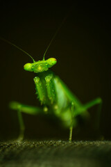 green praying mantis