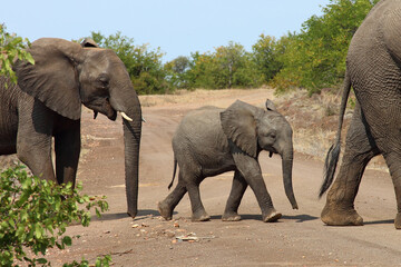 Afrikanischer Elefant / African elephant / Loxodonta africana