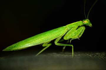 grasshopper on a leaf