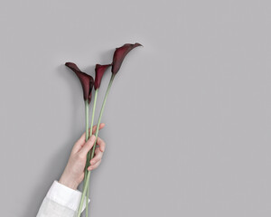 Dark purple Calla lily flowers in female hand on grey background. Floral lifestyle image flat lay. Minimal Flowery aesthetic design with bloom. Beautiful fresh Calla lilies, holiday concept