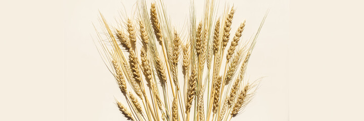 Close up ripe yellow ears of wheat, rye, barley as beige wide banner. Top view ears of cereal...