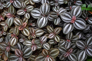 Beautiful Leaves plant pattern for nature background.