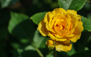 A lovely tender yellow rose with many petals with transparent raindrops against blurred dark green garden background. Selective focus.