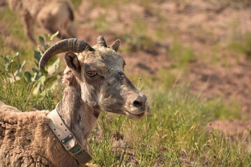 Young Bighorn Sheep Resting on a Summer Day