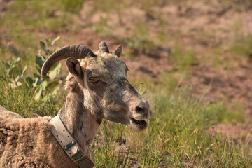 Juvenile Bighorn Sheep with His Mouth Open