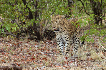 Fototapeta na wymiar Leopard / Leopard / Panthera pardus.