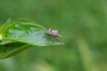 bug on a leaf