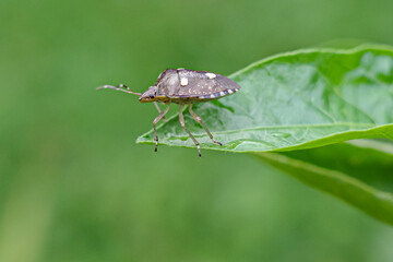 moth on leaf