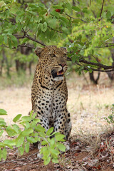 Leopard / Leopard / Panthera pardus.