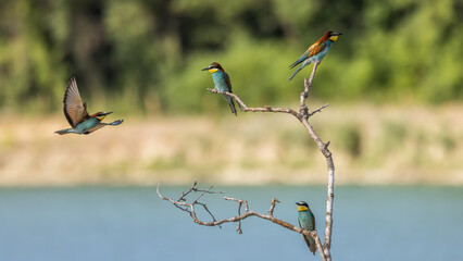 European Bee-eater perched on a branch overlooking the waters of a lake