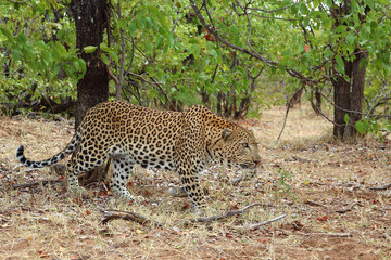 Leopard / Leopard / Panthera pardus.