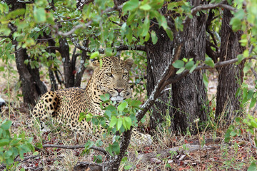 Leopard / Leopard / Panthera pardus.