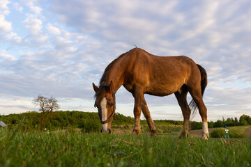 Naklejka na ściany i meble Thin chestnut horse eating grass while grazing on farm grassland pasture