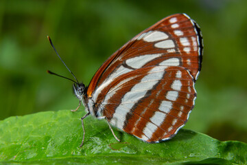 A day butterfly from the family nymphalidae, Neptis sappho. The butterfly is very trusting, is not afraid of a person, sits on his hands, on his face