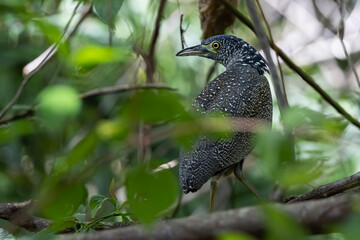 Nature wildlife of Malayan night heron bird shot at Sabah, Malaysia