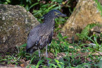 Nature wildlife of Malayan night heron bird shot at Sabah, Malaysia