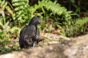 Nature wildlife of Malayan night heron bird shot at Sabah, Malaysia