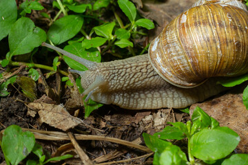 Helix pomatia also Roman snail, Burgundy snail, edible snail or escargot, is a species of large, edible, air-breathing land snail, a terrestrial pulmonate gastropod mollusk in the family Helicidae