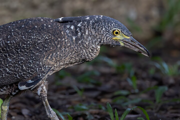 Nature wildlife of Malayan night heron bird shot at Sabah, Malaysia
