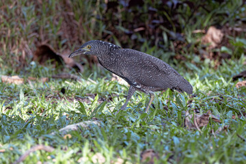 Nature wildlife of Malayan night heron bird shot at Sabah, Malaysia