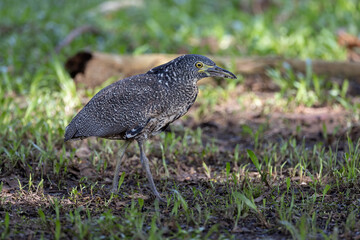 Nature wildlife of Malayan night heron bird shot at Sabah, Malaysia