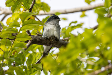 Nature wildlife image of Grey-rumped Treeswift perching on tree branch