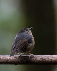 Nature wildlife bird species of Snowy browed flycatcher perch on branch which is found in Borneo