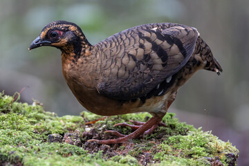 Nature wildlife of bird red-breasted partridge also known as the Bornean hill-partridge It is endemic to hill and montane forest in Borneo