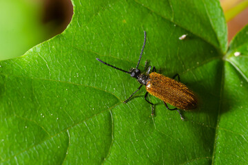 Lagria hirta beetle. A hairy beetle in the family Tenebrionidae, said to feed on Asteraceae and Apiaceae plants