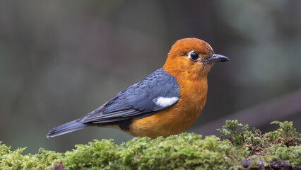 Nature wildlife image of uncommon resident bird Orange-headed thrush in Sabah, Borneo