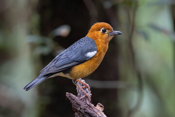 Nature wildlife image of uncommon resident bird Orange-headed thrush in Sabah, Borneo