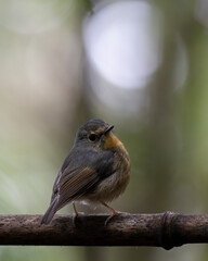 Nature wildlife bird species of Snowy browed flycatcher perch on branch which is found in Borneo