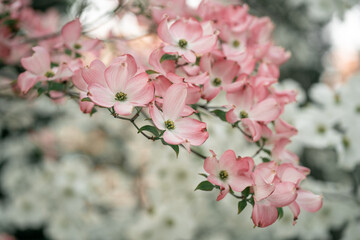 Obraz na płótnie Canvas Pink Dogwood Tree Blossom
