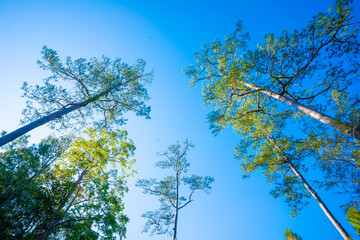 Fototapeta premium sunlight in the pine forest in autumn